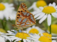 silbriger (kleiner) Perlmutterfalter 1